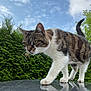 animal, cat, close_up, clouds, curious, daylight, exploration, focus, fur, greenery, mammal, nature, outdoor, pet, reflection, sky, tabby_cat, walking, whiskers, white_paws