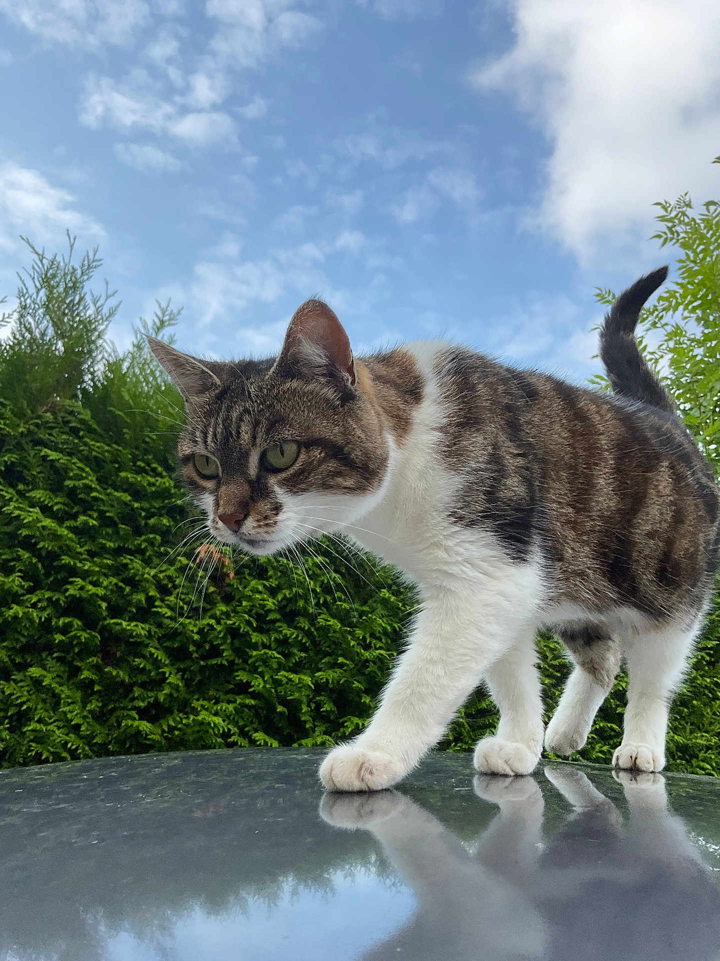 Minette