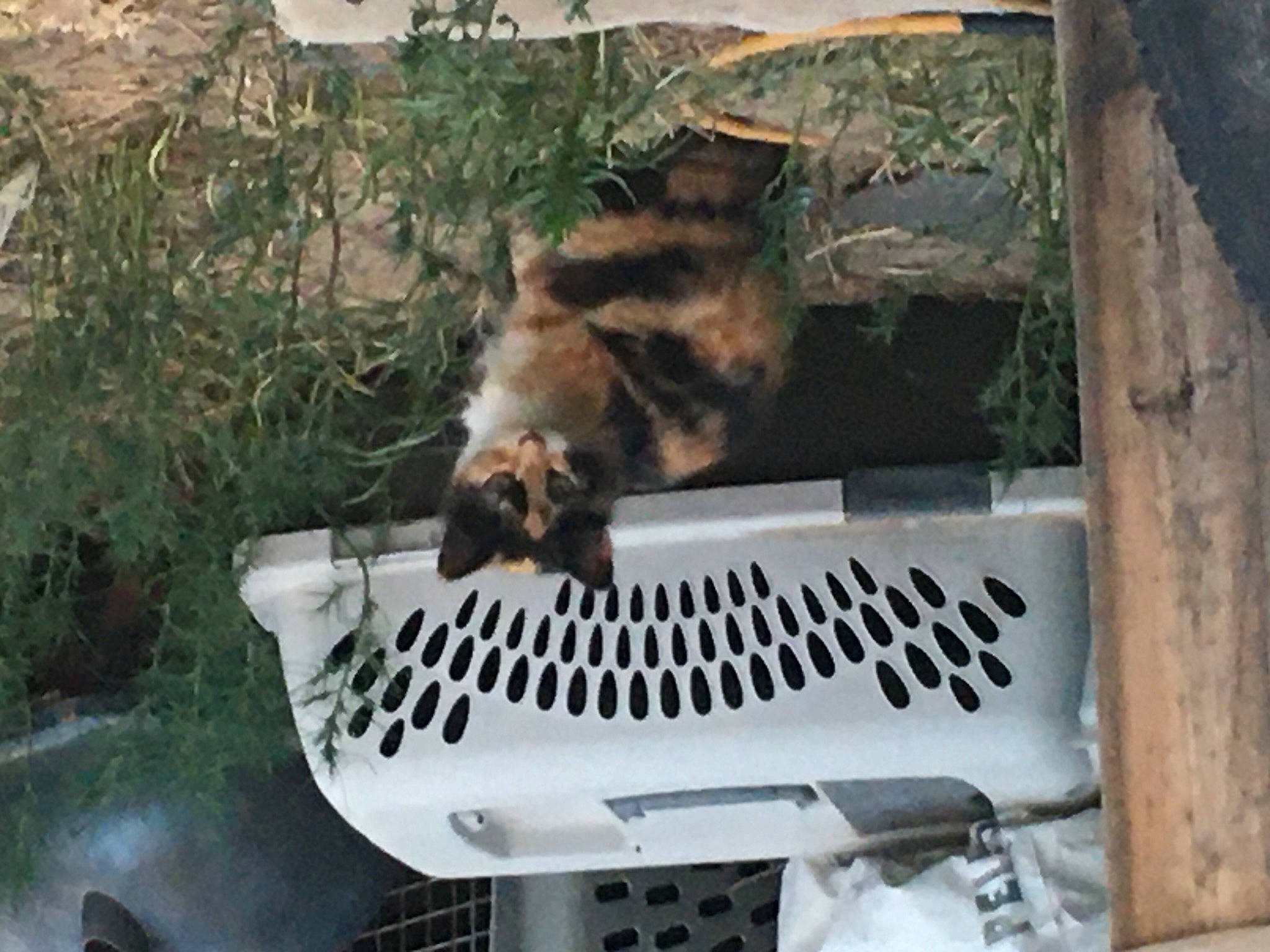 Cali joined the competition — help win amazing prizes! auto_part, automotive_exterior, canidae, carnivore, cat, computer_keyboard, domestic_short_haired_cat, felidae, fur, gas, laptop, plant, small_to_medium_sized_cats, space_bar, sporting_group, tail, vehicle, whiskers, wildlife, window