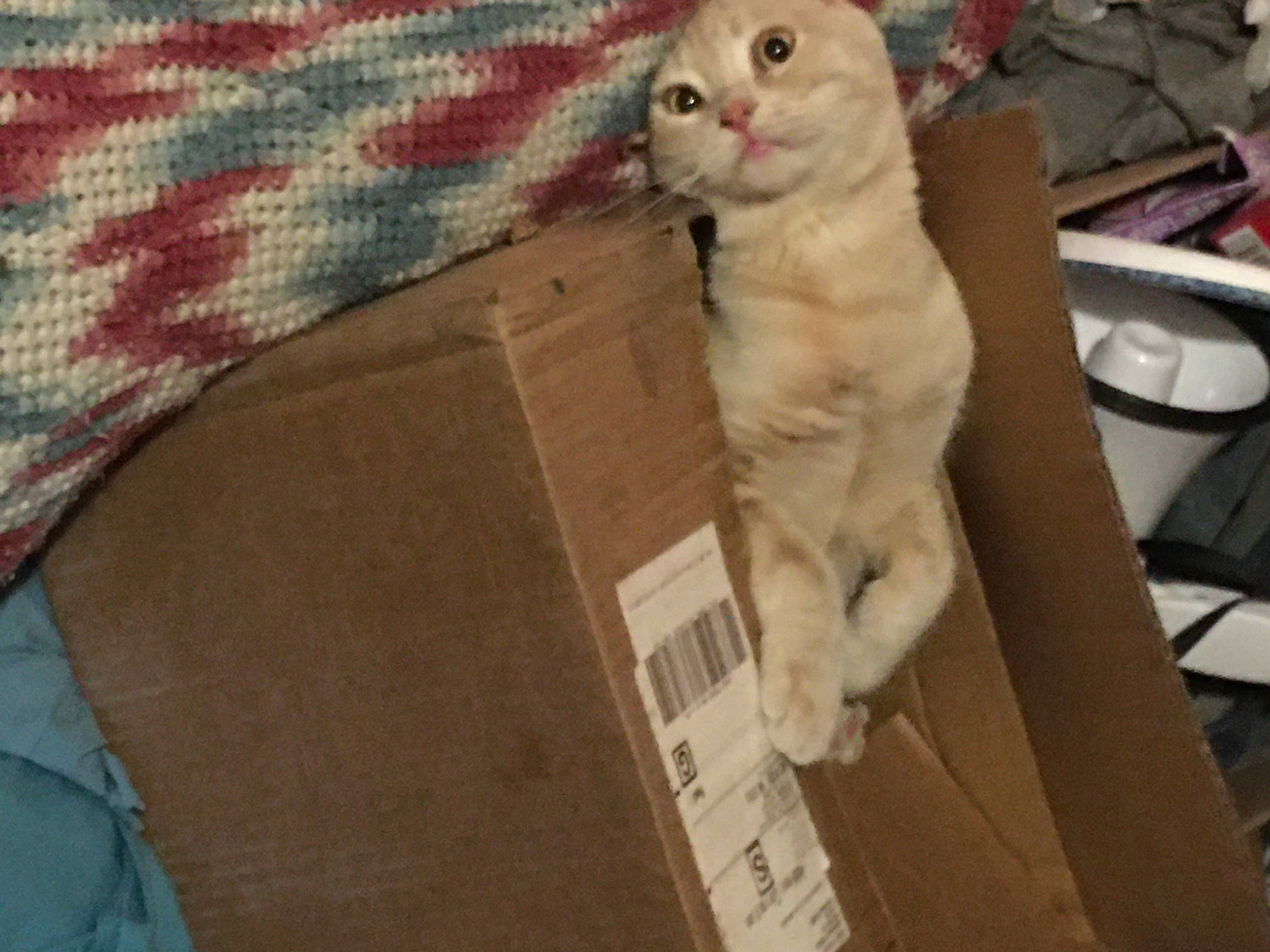 Blondie joined the competition — help win amazing prizes! box, cardboard, carnivore, carton, cat, domestic_short_haired_cat, fawn, felidae, fur, packaging_and_labeling, paw, pet_supply, plaid, shipping_box, small_to_medium_sized_cats, tail, tartan, whiskers, wood, woven_fabric