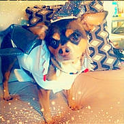 Louie Vuttitton joined the competition — help win amazing prizes! dog, small_dog, pet, costume, shark_costume, cute, indoor, couch, pillow, closeup, face, eyes, ears, fur, sitting, blanket, decorative_pillow, sparkle_filter, vignette, cozy