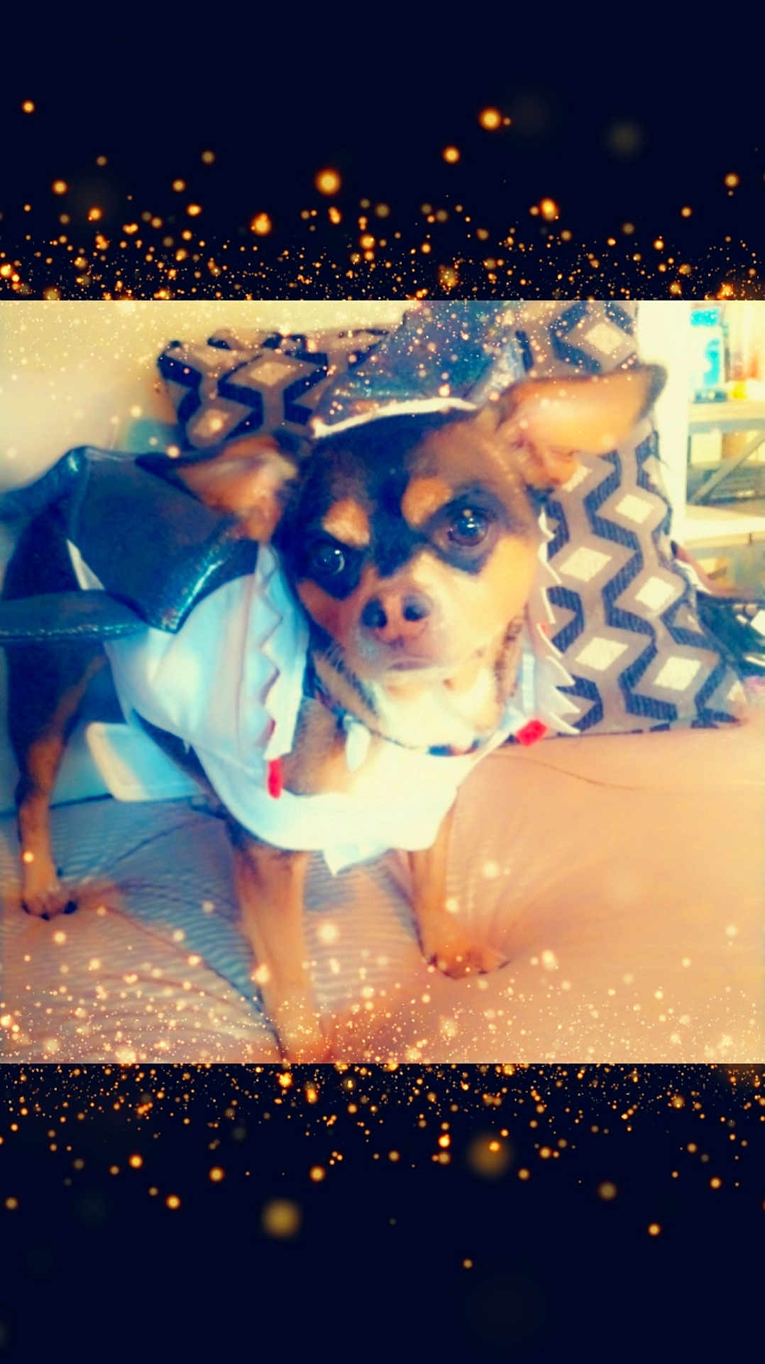 Louie Vuttitton joined the competition — help win amazing prizes! dog, small_dog, pet, costume, shark_costume, cute, indoor, couch, pillow, closeup, face, eyes, ears, fur, sitting, blanket, decorative_pillow, sparkle_filter, vignette, cozy