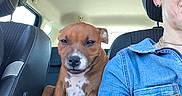 Emy a rejoint le concours — aidez-le/la à gagner de superbes lots ! animal, blue_shirt, brown_dog, car_interior, car_seat, casual, companion, dog, friendship, headrest, human, indoor, person, pet, portrait, seat, seatbelt, sunglasses, white_spots, window
