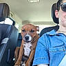 Emy a rejoint le concours — aidez-le/la à gagner de superbes lots ! dog, car_interior, person, blue_shirt, seatbelt, sunglasses, brown_dog, white_spots, car_seat, headrest, window, casual, pet, animal, portrait, indoor, seat, human, friendship, companion