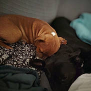 Emy participe au concours pour gagner de l'argent avec cette photo : dog, puppy, sleeping, snuggling, brown_dog, black_dog, blanket, bed, cozy, indoor, resting, animal, pet, fur, cute, companion, soft, comfort, relaxing, domestic
