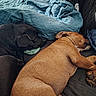 dog, sleeping, bed, blanket, indoor, resting, brown_dog, black_dog, furniture, cozy, relaxation, animal, canine, pet, home, jeans, person, comfort, nap, quiet