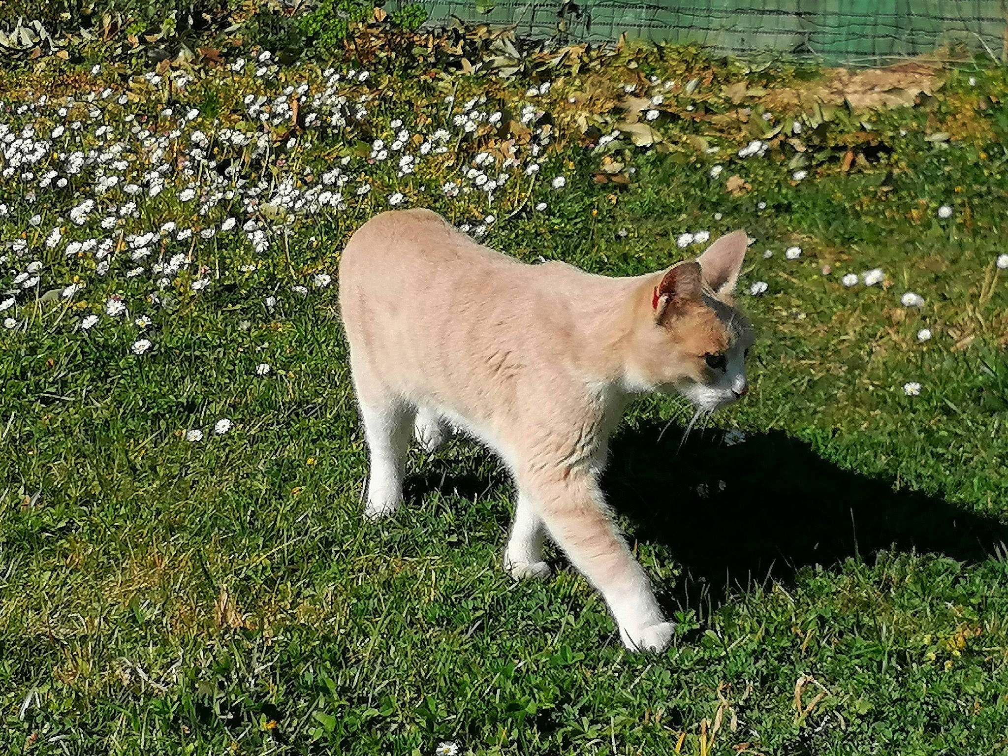 Pipa participe au concours pour gagner de l'argent avec cette photo : canidae, carnivore, cat, collar, dog_breed, domestic_short_haired_cat, fawn, felidae, fur, grass, grassland, groundcover, plant, small_to_medium_sized_cats, snout, sporting_group, tail, terrestrial_animal, whiskers, working_animal