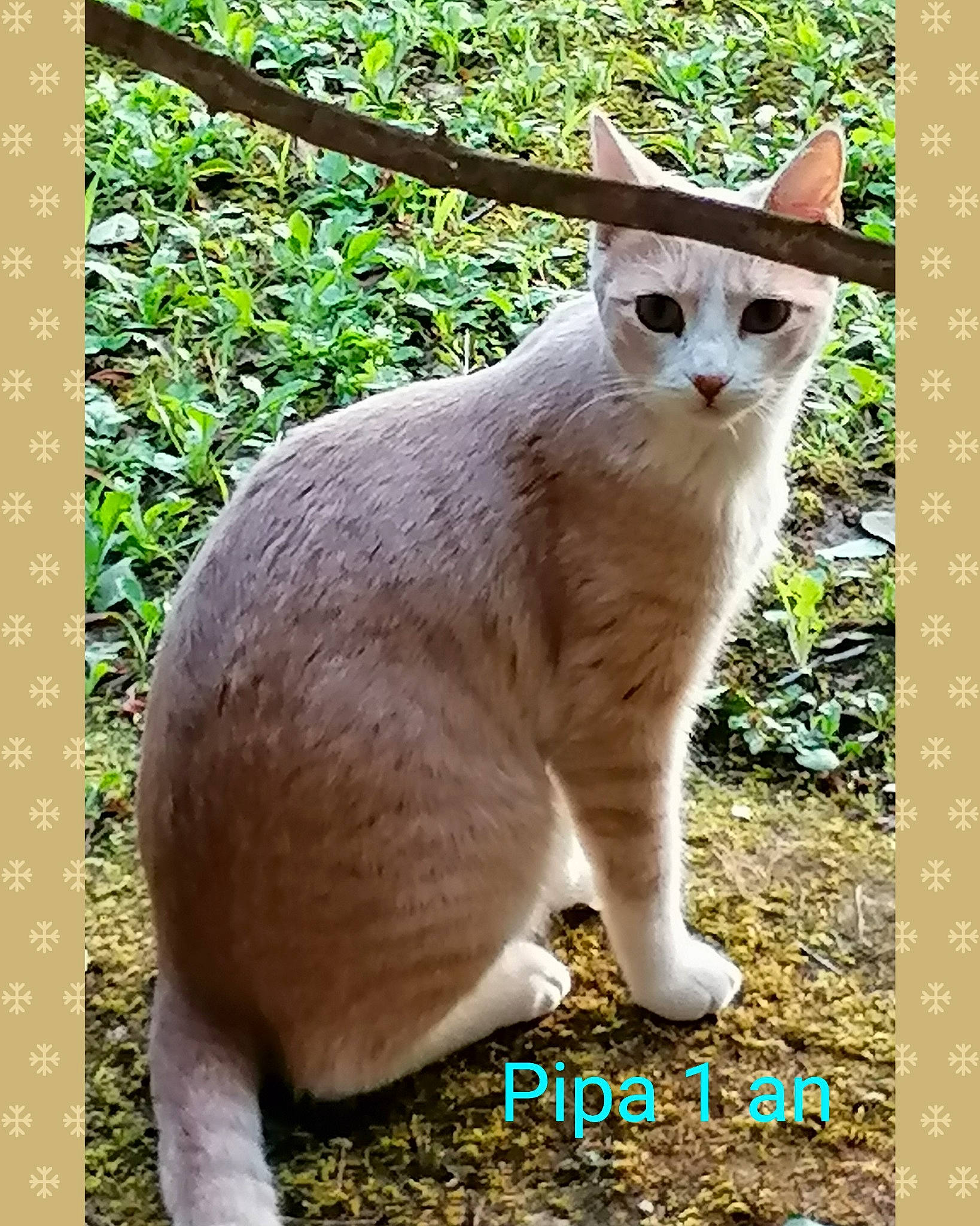 Pipa a rejoint le concours — aidez-le/la à gagner de superbes lots ! adaptation, carnivore, cat, domestic_short_haired_cat, fawn, felidae, fur, grass, nature, organism, photo_caption, plant, rectangle, small_to_medium_sized_cats, snapshot, snout, tail, terrestrial_animal, whiskers, wildlife