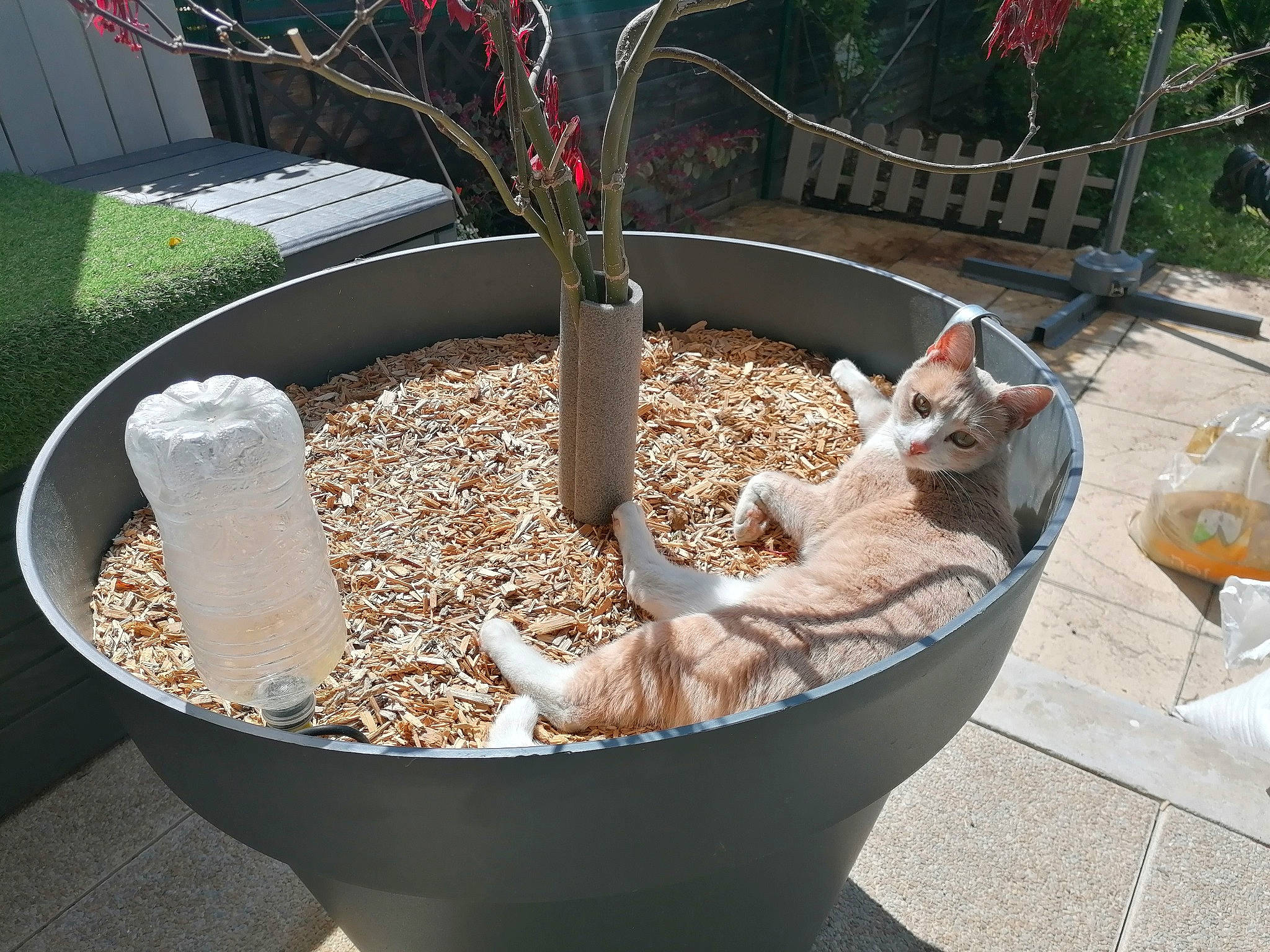 Pipa a rejoint le concours — aidez-le/la à gagner de superbes lots ! carnivore, cat, cat_supply, companion_dog, domestic_short_haired_cat, fawn, felidae, flower, flowerpot, garden, grass, herb, houseplant, pet_supply, plant, small_to_medium_sized_cats, soil, tail, whiskers, wood