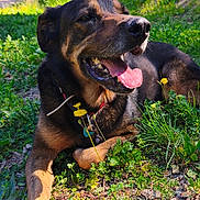Iden participe au concours pour gagner de l'argent avec cette photo : animal, canine, collar, daylight, dog, flower, forest, grass, greenery, happy, nature, outdoor, pet, relaxed, summer, sunlight, sunny, tongue_out, tree, wildflower