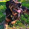 animal, canine, collar, daylight, dog, flower, forest, grass, greenery, happy, nature, outdoor, pet, relaxed, summer, sunlight, sunny, tongue_out, tree, wildflower