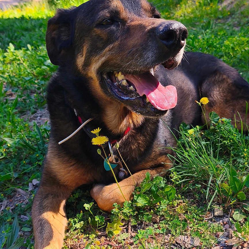 Iden participe au concours pour gagner de l'argent avec cette photo : animal, canine, collar, daylight, dog, flower, forest, grass, greenery, happy, nature, outdoor, pet, relaxed, summer, sunlight, sunny, tongue_out, tree, wildflower