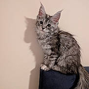 Vaiana a rejoint le concours — aidez-le/la à gagner de superbes lots ! abyssinian, angora, animal, cat, kitten, manx, pet, siamese