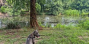 Sergeant is registered to the contest to win money with this photo: dog, leash, grass, tree, pond, water, nature, outdoor, canine, greenery, park, sunlight, animal, summer, peaceful, landscape, sitting, pet, scenery, daytime