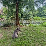 dog, leash, grass, tree, pond, water, nature, outdoor, canine, greenery, park, sunlight, animal, summer, peaceful, landscape, sitting, pet, scenery, daytime