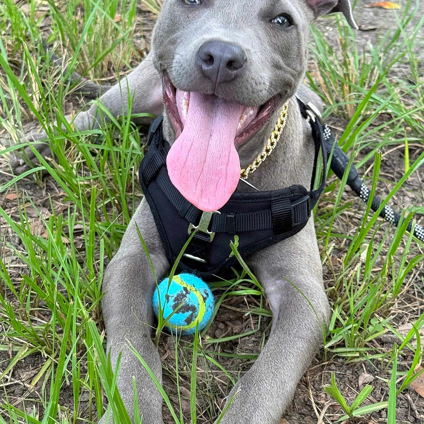 Sergeant is registered to the contest to win money with this photo: animal, black_harness, canine, closeup, dog, gold_chain, grass, gray_dog, ground, happy, leash, nature, outdoor, paw, pet, playful, smiling, tennis_ball, tongue, tongue_out