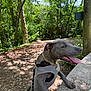 dog, grey_dog, gold_chain, vest, tongue_out, forest, trees, sunlight, dirt_path, stone_surface, outdoor, pet, canine, happy, nature, greenery, leash, walking, daytime, shaded