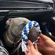 Sergeant joined the competition — help win amazing prizes! dog, pet, car_interior, playful, toy, hands, braided_toy, gray_dog, muzzle, tongue, collar, seat, dashboard, closeup, cute, animal, indoor, human_hands, leash, floor_mat