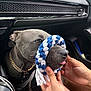 dog, pet, car_interior, playful, toy, hands, braided_toy, gray_dog, muzzle, tongue, collar, seat, dashboard, closeup, cute, animal, indoor, human_hands, leash, floor_mat