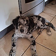 Aiko participe au concours pour gagner de l'argent avec cette photo : puppy, dog, speckled_fur, black_and_white, tile_floor, kitchen, stove, domestic, pet, lying_down, curious, ears, floor, indoor, young_dog, canine, looking_up, home, animal, cute