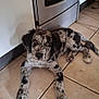 puppy, dog, speckled_fur, black_and_white, tile_floor, kitchen, stove, domestic, pet, lying_down, curious, ears, floor, indoor, young_dog, canine, looking_up, home, animal, cute