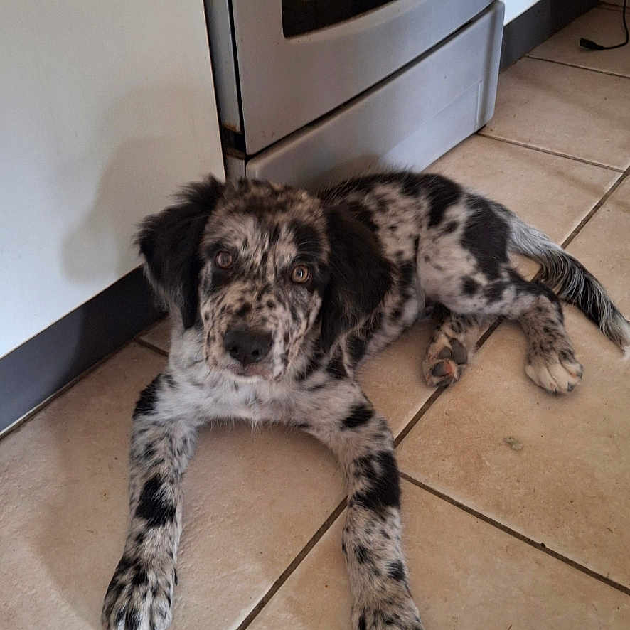 Aiko participe au concours pour gagner de l'argent avec cette photo : animal, black_and_white, canine, curious, cute, dog, domestic, ears, floor, home, indoor, kitchen, looking_up, lying_down, pet, puppy, speckled_fur, stove, tile_floor, young_dog