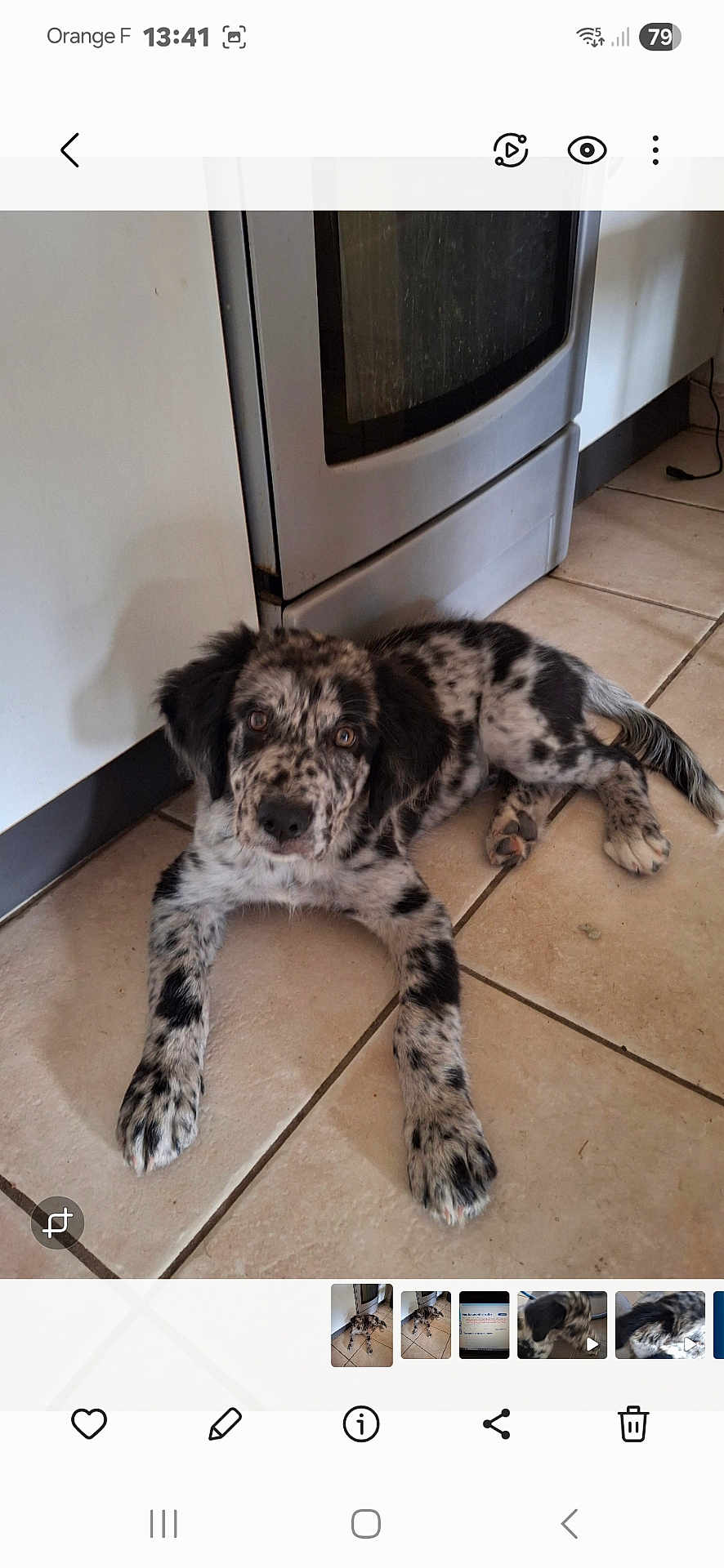Aiko participe au concours pour gagner de l'argent avec cette photo : puppy, dog, speckled_fur, black_and_white, tile_floor, kitchen, stove, domestic, pet, lying_down, curious, ears, floor, indoor, young_dog, canine, looking_up, home, animal, cute