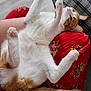 animal, background, cat, cushion, cute, floral_pattern, fluffy, fur, indoor, lying_down, orange_and_white, paws, pet, plaid, playful, red, relaxed, resting, tail, whiskers