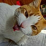 Séraphin participe au concours pour gagner de l'argent avec cette photo : animal, cat, close_up, curious, cute, desk, domestic_cat, eyes, face, feline, fur, indoor, mammal, orange_and_white_cat, papers, pet, playful, tongue_out, whiskers, wooden_wall