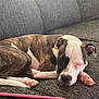 Sofi is registered to the contest to win money with this photo: dog, sleeping, brindle, white, couch, pet, resting, indoor, paw, closeup, canine, cozy, relaxed, fur, animal, snout, pink, phone, reflection, home
