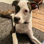 Sofi is registered to the contest to win money with this photo: dog, puppy, indoor, couch, floor, wooden_floor, furniture, curious, pet, relaxed, brown, white, black, collar, ears, face, paw, laying_down, home, flooring