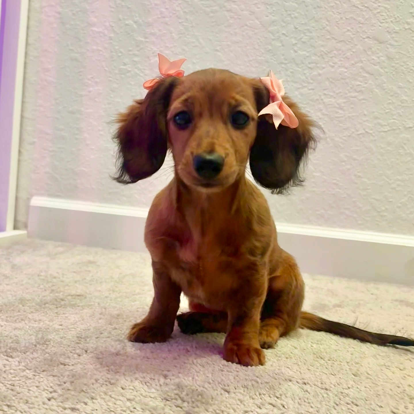 Millie Rae joined the competition — help win amazing prizes! adorable, animal, bow, brown, carpet, cute, dachshund, decor, dog, ears, floor, floppy_ears, indoor, pet, pink, portrait, puppy, sitting, small, young