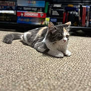 Meadow joined the competition — help win amazing prizes! cat, fluffy, carpet, indoor, relaxed, feline, animal, pet, laying, soft_focus, background_blur, shelf, books, cozy, domestic, whiskers, ears, tail, fur, resting