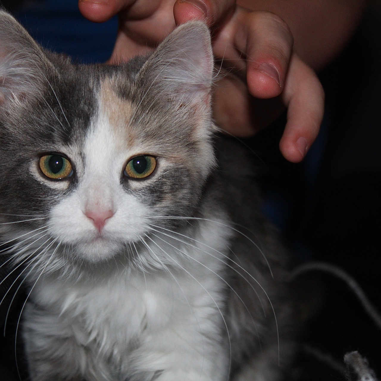 Meadow is registered to the contest to win money with this photo: animal, cat, close_up, curious, cute, domestic_cat, feline, fluffy, fur, green_eyes, hand, indoor, kitten, looking, mammal, pet, portrait, soft, whiskers, young_animal