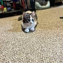 Meadow is registered to the contest to win money with this photo: cat, feline, carpet, indoor, pet_bed, bookshelf, home, fur, animal, mammal, whiskers, ears, paws, relaxing, looking, cozy, domestic, cute, young, calm