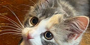 Meadow is registered to the contest to win money with this photo: kitten, cat, pet, whiskers, fur, paw, curious, closeup, indoor, wooden_floor, animal, young, cute, feline, playful, ears, eyes, nose, tabby, domestic_cat