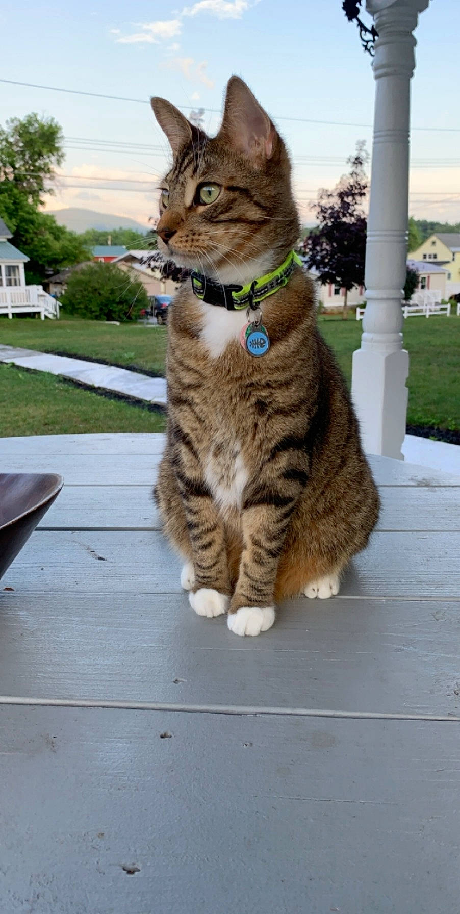 Cosmo is registered to the contest to win money with this photo: carnivore, cat, cloud, domestic_short_haired_cat, eye, felidae, foot, fur, grass, paw, plant, sitting, sky, small_to_medium_sized_cats, snout, tail, terrestrial_animal, tree, whiskers, wood