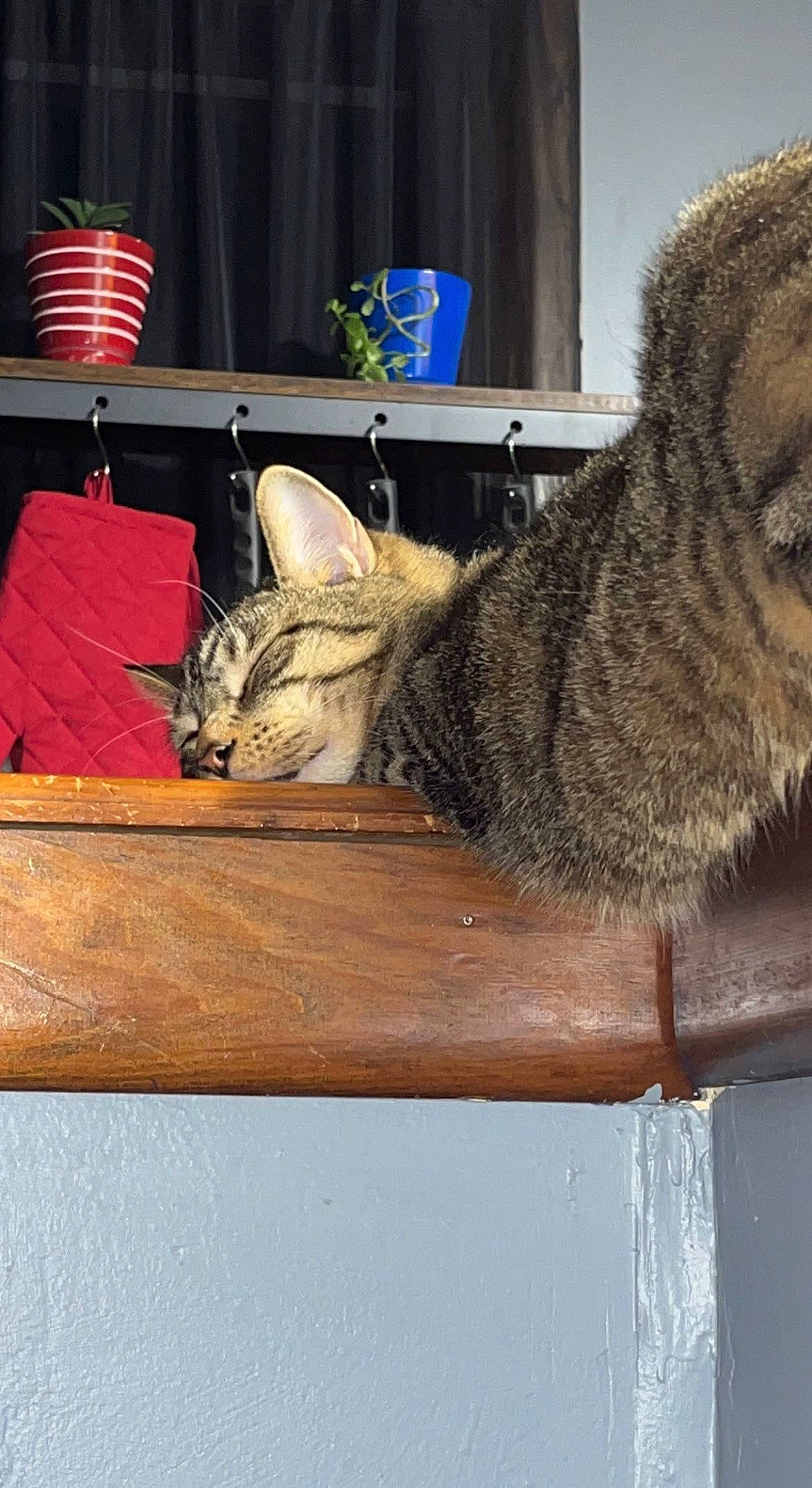 Cosmo is registered to the contest to win money with this photo: carnivore, cat, domestic_short_haired_cat, felidae, fur, small_to_medium_sized_cats, snout, tail, terrestrial_animal, vehicle, whiskers, wildlife, window, wood