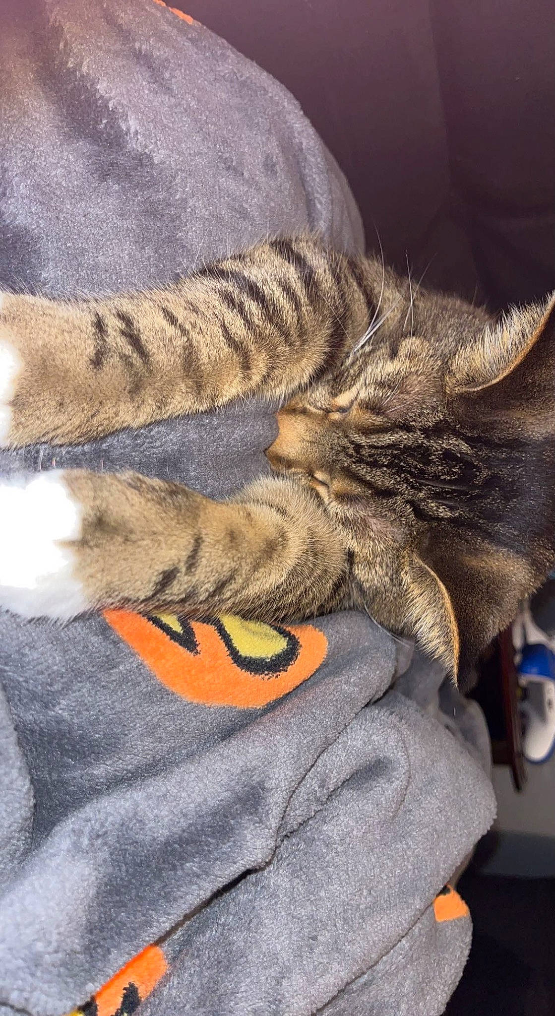 Cosmo is registered to the contest to win money with this photo: bengal_tiger, big_cats, carnivore, cat, claw, comfort, domestic_short_haired_cat, fawn, felidae, fur, grey, human_leg, paw, siberian_tiger, small_to_medium_sized_cats, snout, tail, terrestrial_animal, whiskers, wildlife