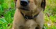 Nash is registered to the contest to win money with this photo: puppy, dog, golden_retriever, grass, outdoor, pet, cute, animal, young, fur, collar, nature, greenery, closeup, portrait, mammal, canine, small, adorable, eyes