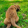 Nash joined the competition — help win amazing prizes! puppy, dog, grass, greenery, outdoor, nature, animal, pet, fur, back_view, sunlight, lawn, relaxing, young_dog, canine, playful, summer, garden, cute, lying_down