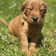 Nash is registered to the contest to win money with this photo: puppy, dog, grass, outdoor, greenery, collar, bell, young, cute, animal, pet, nature, sunlight, sleepy, adorable, fur, mammal, small, sitting, closeup