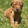 adorable, animal, bell, closeup, collar, cute, dog, fur, grass, greenery, mammal, nature, outdoor, pet, puppy, sitting, sleepy, small, sunlight, young