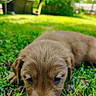 Nash joined the competition — help win amazing prizes! puppy, dog, grass, outdoor, nature, greenery, blurred_background, young_animal, canine, close_up, fur, sunlight, garden, sleepy, animal, pet, grass_blades, daytime, brown_fur, relaxing