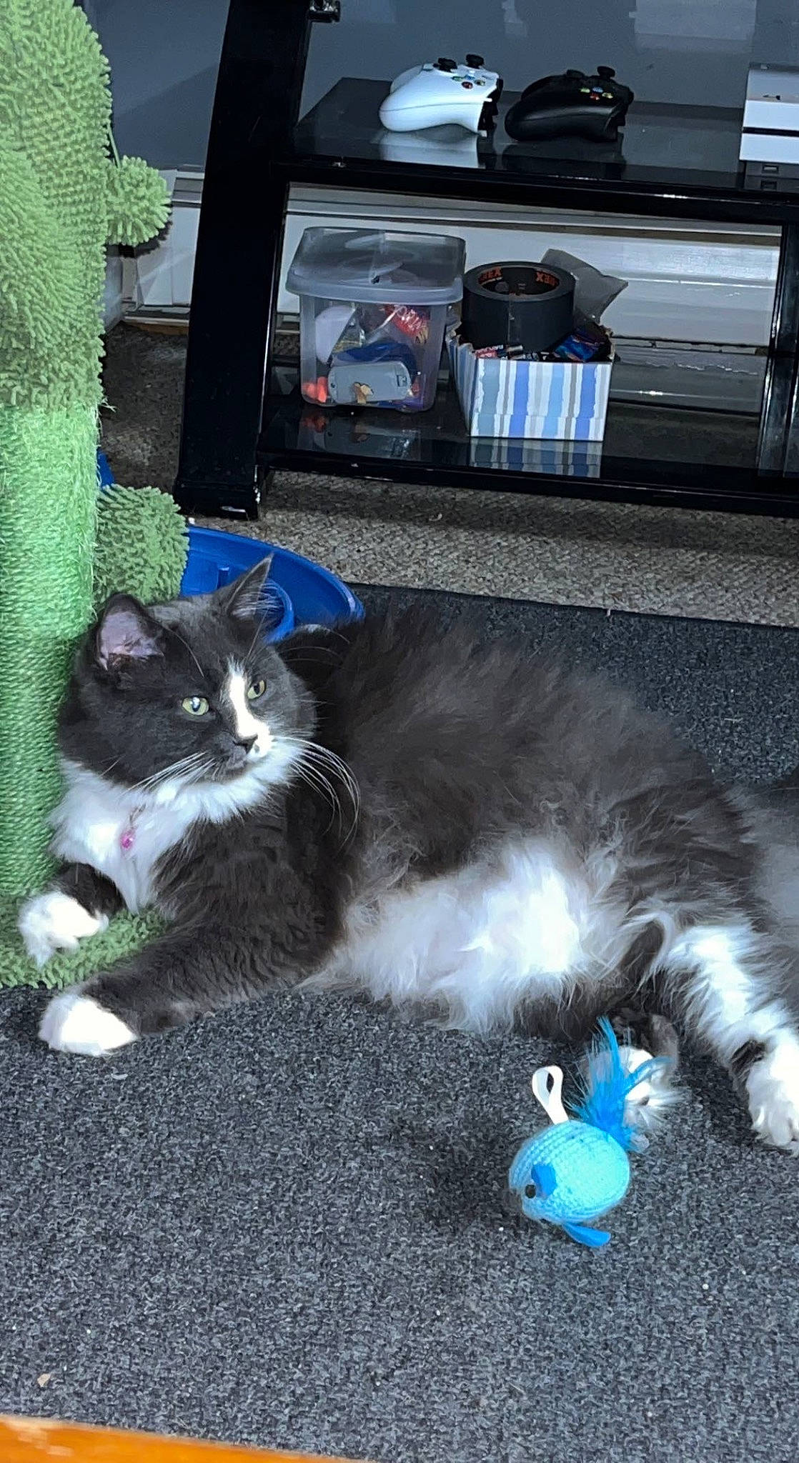 Toca is registered to the contest to win money with this photo: backpack, bag, blue, carnivore, cat, domestic_short_haired_cat, electric_blue, felidae, flooring, fur, grass, luggage_and_bags, paw, road_surface, small_to_medium_sized_cats, tail, whiskers