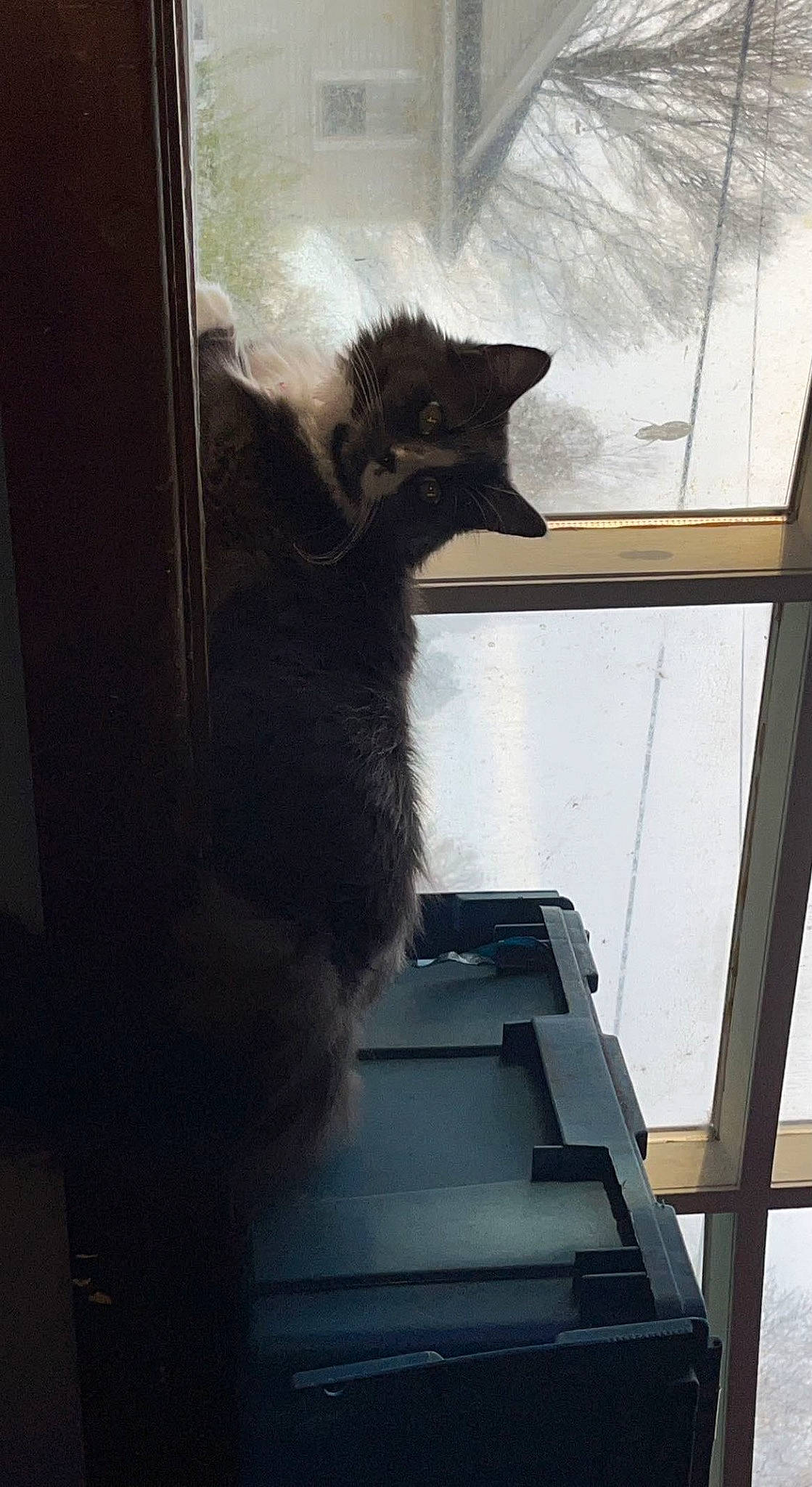 Toca is registered to the contest to win money with this photo: black_cat, carnivore, cat, domestic_short_haired_cat, felidae, flooring, fur, glass, house, shadow, small_to_medium_sized_cats, snout, tail, tints_and_shades, whiskers, window, wood