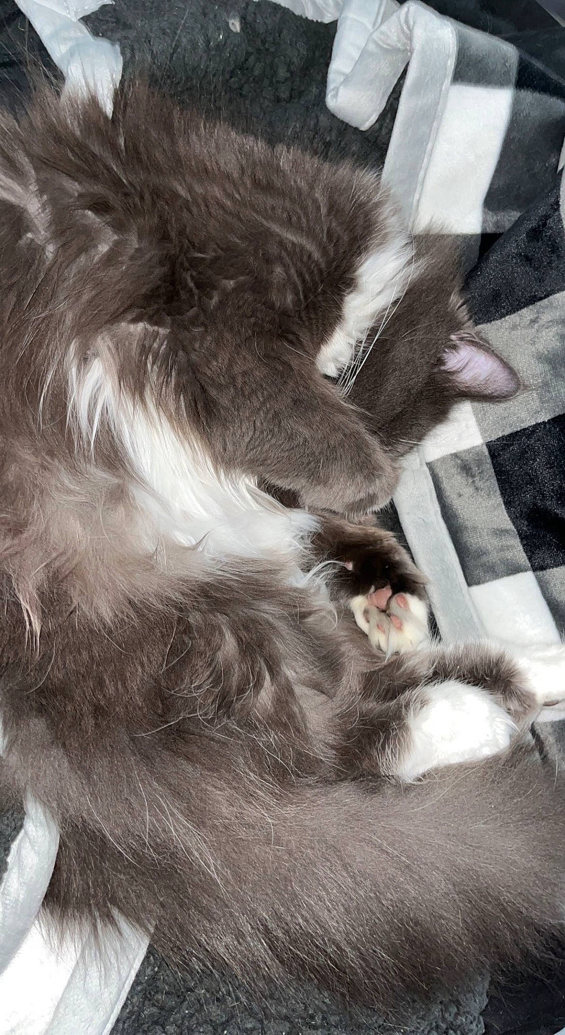 Toca joined the competition — help win amazing prizes! canidae, carnivore, cat, claw, dog_breed, felidae, fur, gesture, grey, monochrome, monochrome_photography, natural_material, paw, small_to_medium_sized_cats, snout, sporting_group, tail, terrestrial_animal, whiskers, wildlife