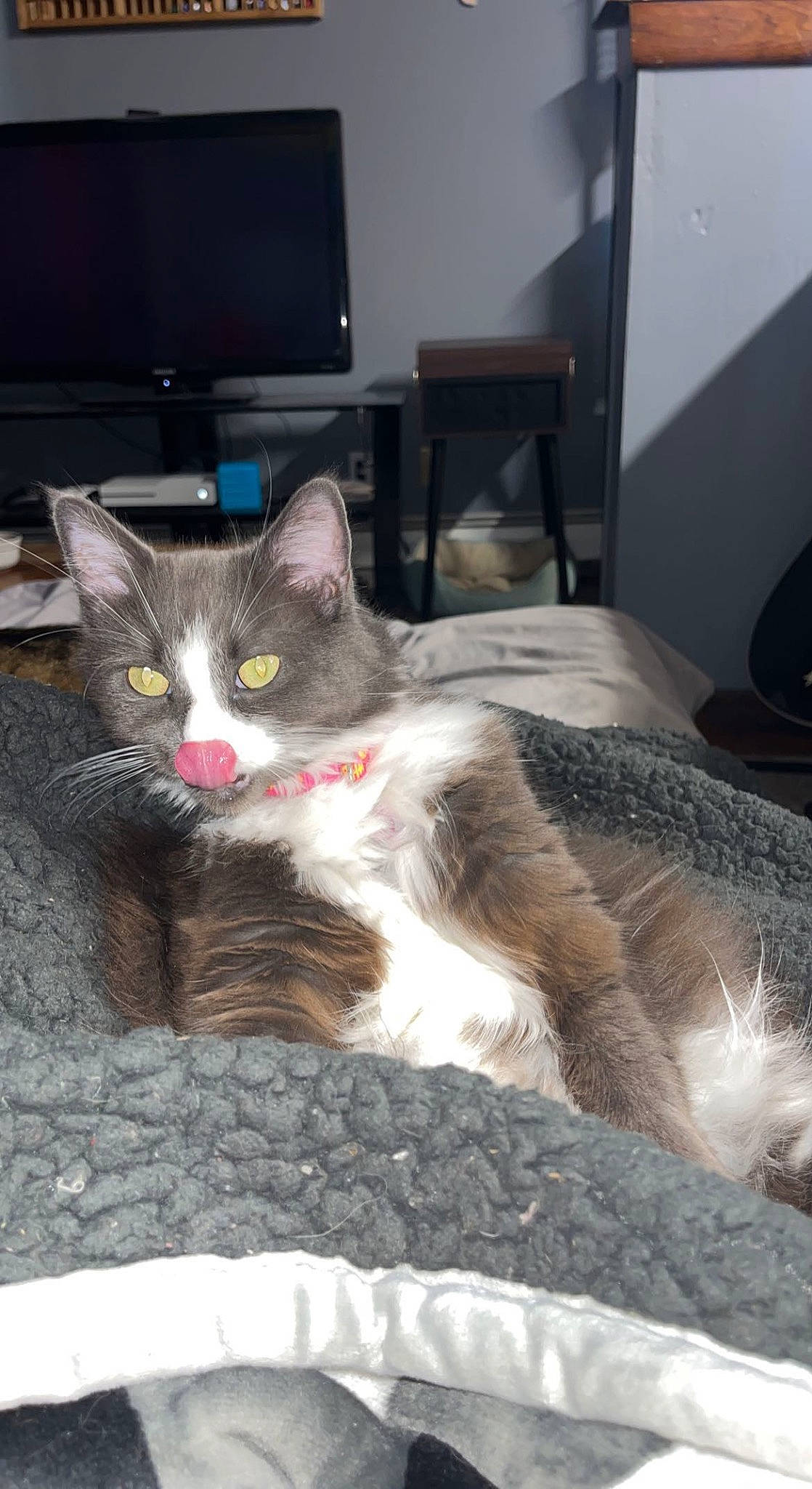 Toca joined the competition — help win amazing prizes! box, cardboard, carnivore, cat, comfort, domestic_short_haired_cat, felidae, fur, grey, linens, paw, small_to_medium_sized_cats, snout, tail, television, whiskers