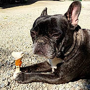 Gipsy participe au concours pour gagner de l'argent avec cette photo : bulldog, dog, dog_breed, dog_breed_group, dog_like_mammal, french_bulldog, mammal, non_sporting_group, snout, whiskers