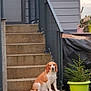 Satis a rejoint le concours — aidez-le/la à gagner de superbes lots ! dog, stairs, concrete, outdoor, plant, potted_plant, green, garden, house, railing, pet, canine, brown, white, sitting, sidewalk, decor, fence, backyard, daytime